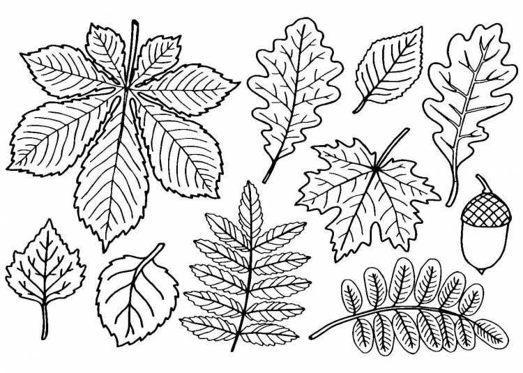 Рисунки листьев разных деревьев шаблоны