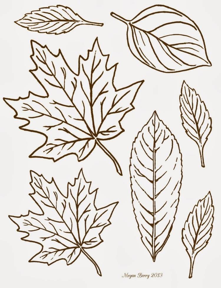 Рисунки листьев разных деревьев