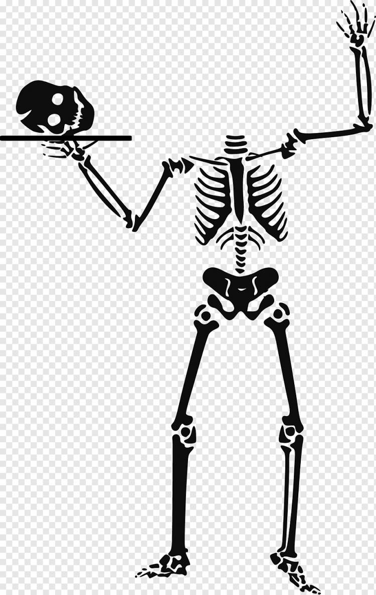 Хэллоуин Человеческий скелет, Хэллоуин Искусство, рука, монохромный, тыква png