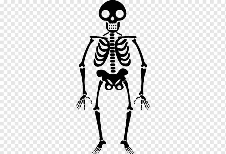 Человеческий скелет Иконка, Хэллоуин Скелет, праздники, монохромный, человек png