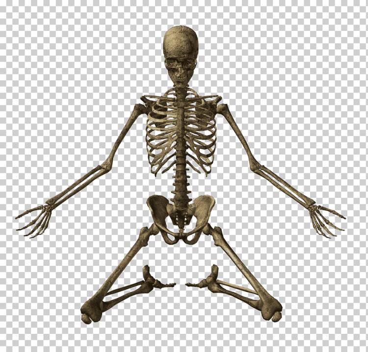 Анатомия человеческого скелета, трафарет с, фотография, презентация, без роялти png