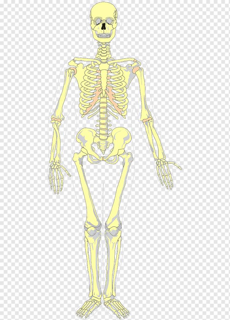Кости, Цвет, Анатомия, Скелет, Медицина, Хэллоуин, png