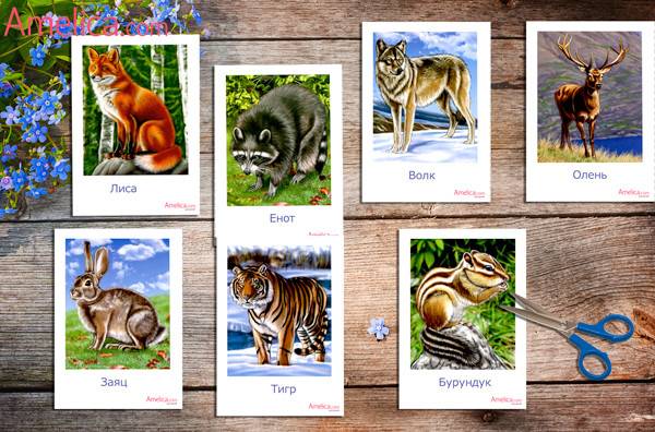 дикие животные в картинках для детей карточки скачатьAmelica