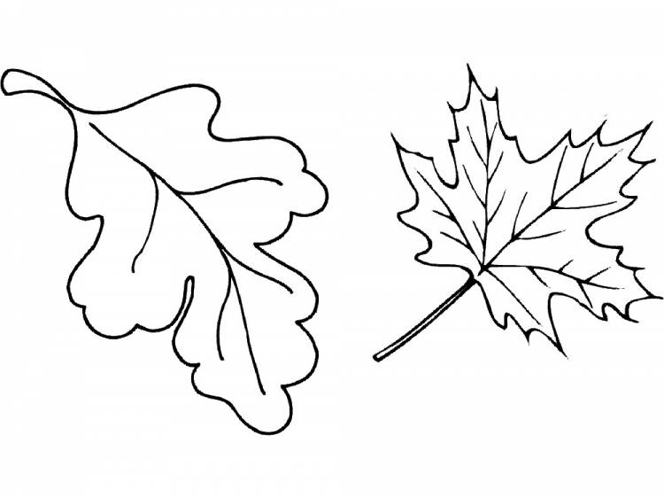 Раскраска Осенние Листья Скачать И Распечатать