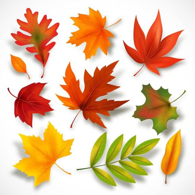 Осенние листья Изображения