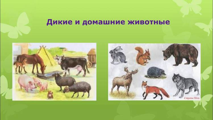 Домашние и дикие животные картинки для детей