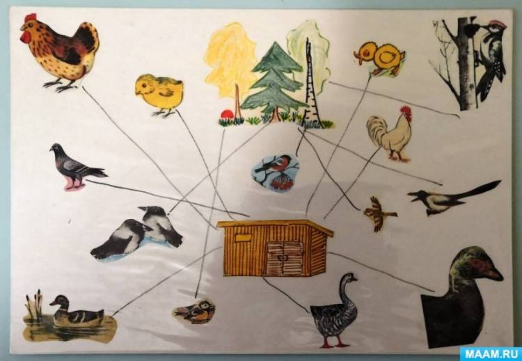 Обобщающее лексико-грамматическое занятие в старшей группе детей с ОВЗ « Дикие и домашние животные и птицы» 