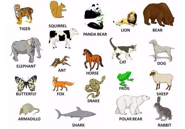 ▷ Названия животных на английском языке с транскрипцией