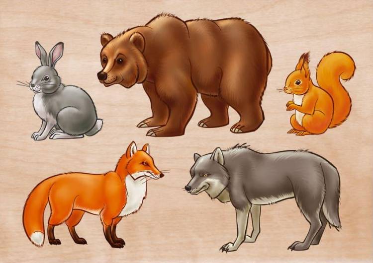 Животные на английском языке с переводом, транскрипцией и русским произношением
