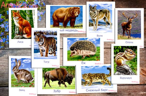 дикие животные в картинках для детей карточки скачатьAmelica