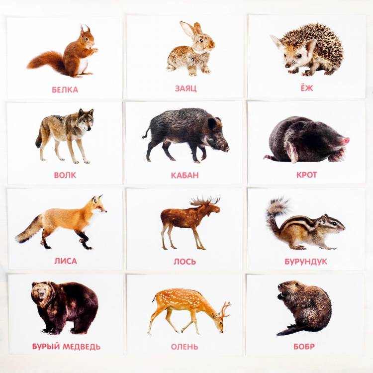 Обучающие карточки по методике Глена Домана «Дикие животные»