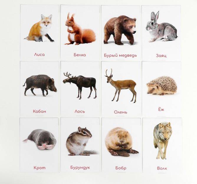 Обучающие карточки Глена Домана Дикие животные