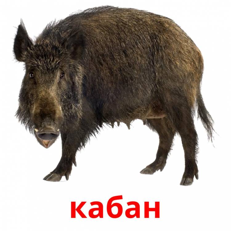 Бесплатные Карточки Лесные животные на Русском