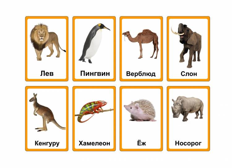 карточки диких животных