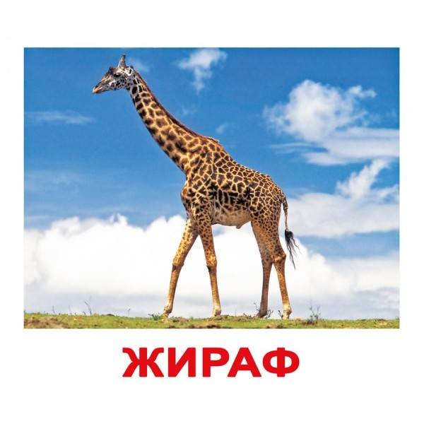 Карточки Домана Дикие животные русский язык Вундеркинд с пелёнок