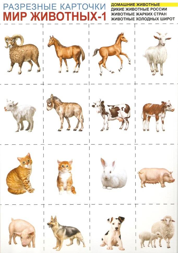 Разрезные карточки Мир животных