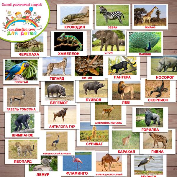 Карточки обитатели Африки, животные Африки карточки
