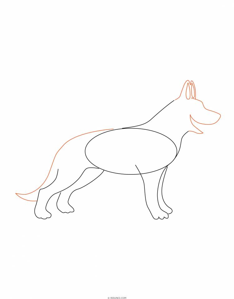 Как нарисовать немецкую овчарку поэтапно? Рисунки карандашом поэтапно