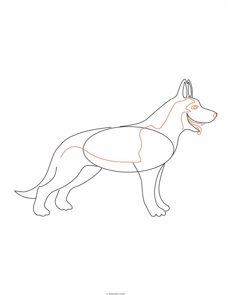 Как нарисовать немецкую овчарку поэтапно? Рисунки карандашом поэтапно