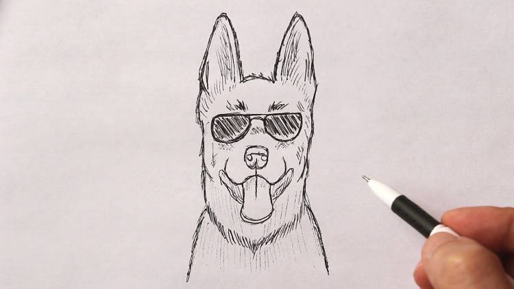 Как нарисовать немецкую овчарку в солнцезащитных очках