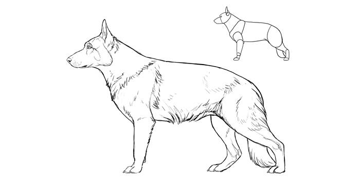 Рисуем собаку породы немецкая овчарка