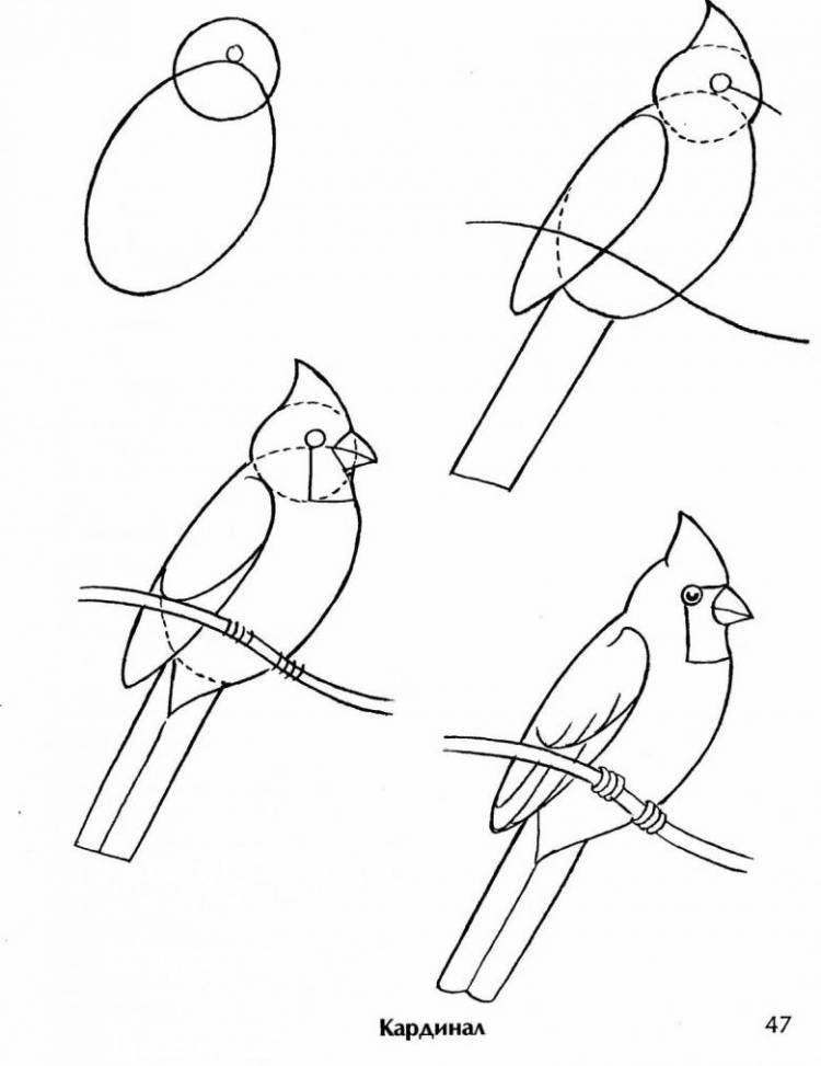 Как нарисовать птицу карандашом