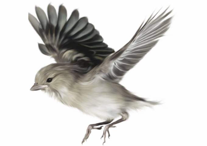 Как нарисовать летящую птицу как нарисовать летящего орла Рисование