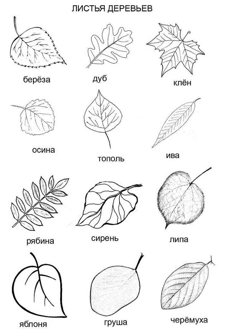 Рисуем осенние листья поэтапно