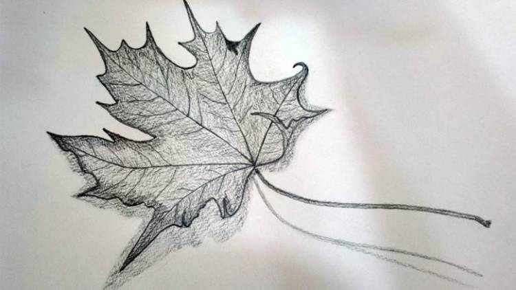 Как нарисовать кленовый лист карандашом