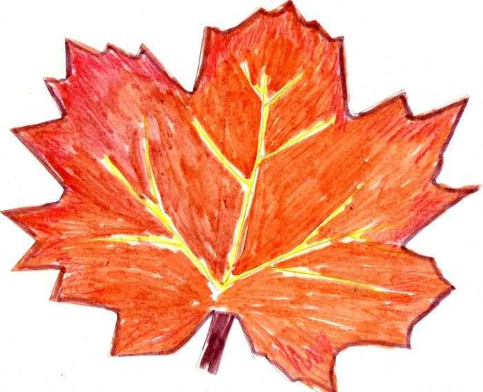 Как нарисовать кленовый лист поэтапно простым и цветным карандашом? Инструкция для детей и взрослых, как сделать красивый рисунок листа