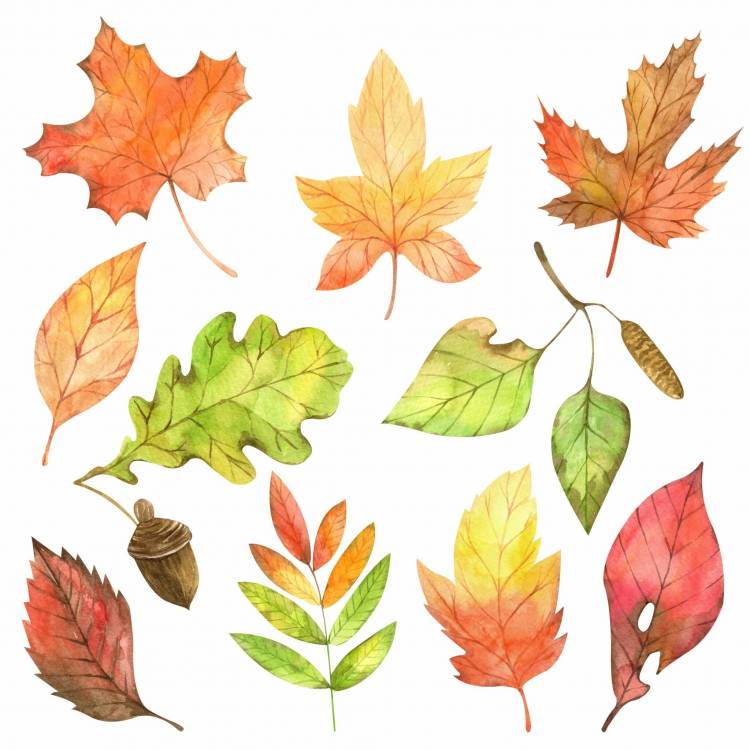 Осенняя листва рисунок