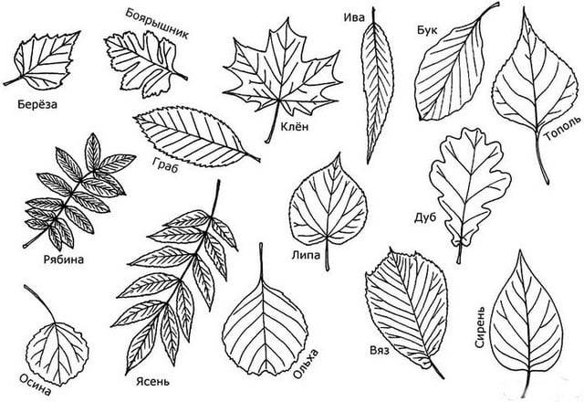 Картинки Как нарисовать осенние листья 