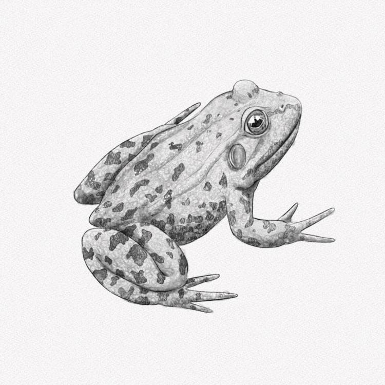 Как нарисовать лягушку простым карандашом