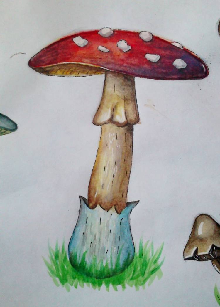 Как нарисовать гриб карандашом