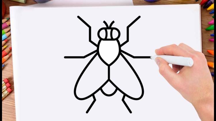 Как нарисовать муху пошагово