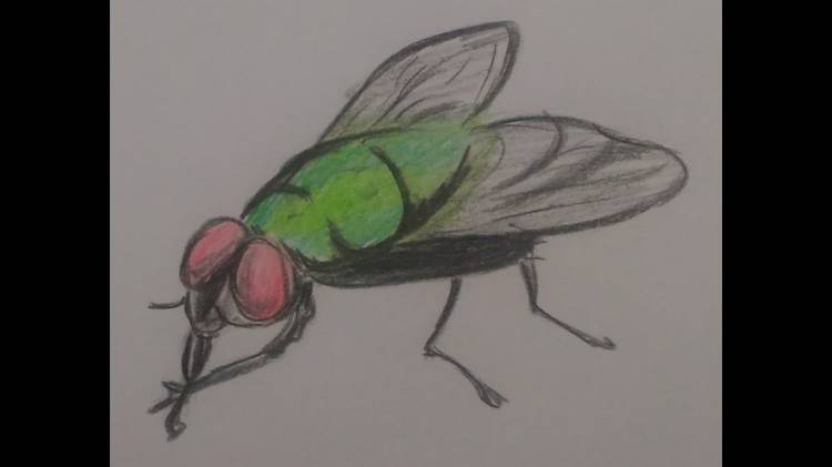 Как нарисовать муху
