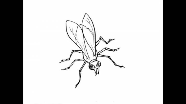 как нарисовать муху