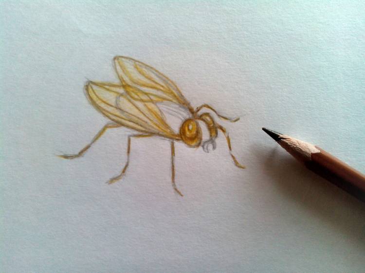 Как нарисовать муху карандашом поэтапно