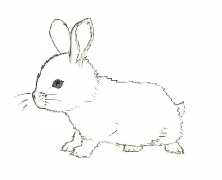 Как нарисовать зайца карандашом 