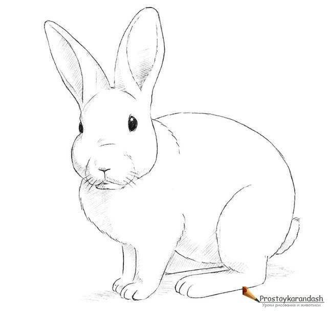 Как нарисовать кролика поэтапно карандашом
