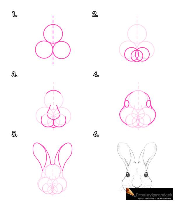 Как рисовать зайца и кролика поэтапно шаг за шагом