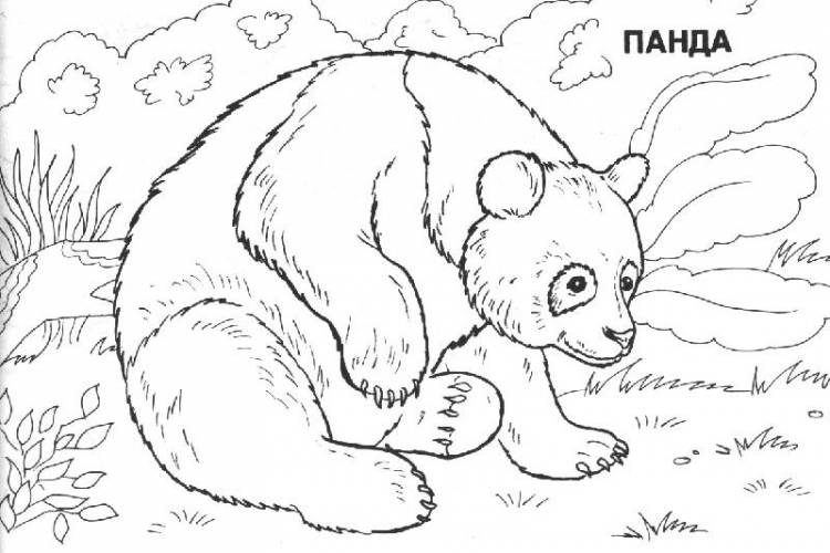 Животные красной книги россии раскраска