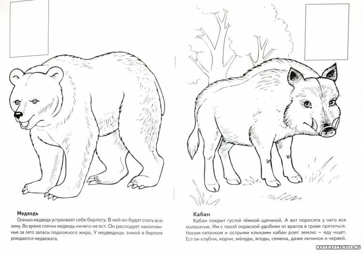 Раскраски Животные красной книги россии для детей 