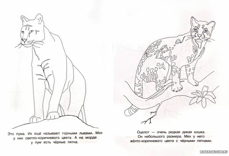 Раскраски Животные красной книги россии для детей 