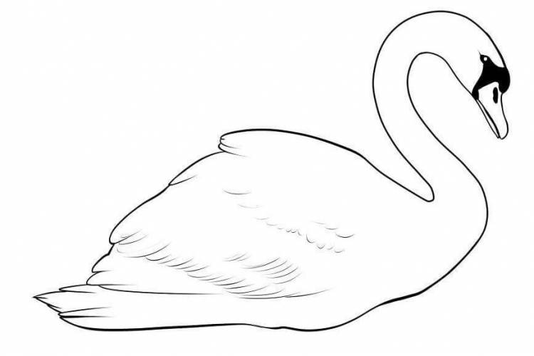 Как нарисовать лебедя карандашом поэтапно для начинающих