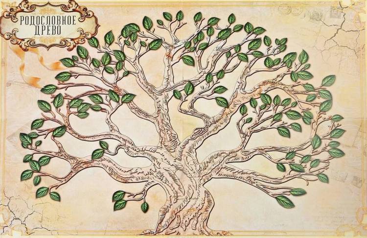 Рисунок семейного дерева