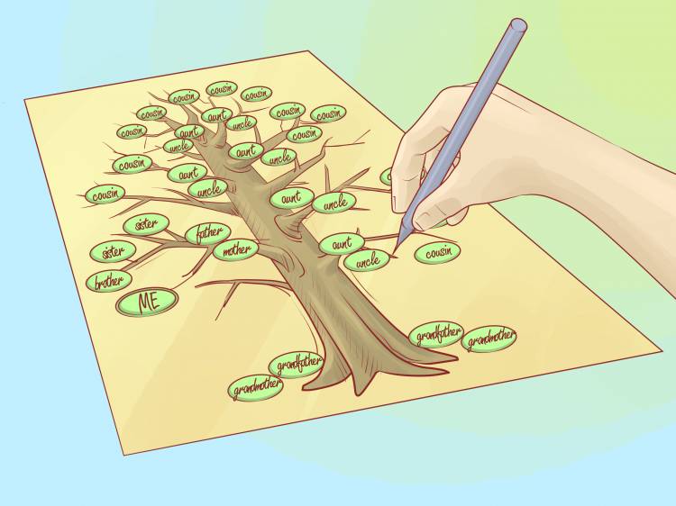 Как нарисовать генеалогическое древо