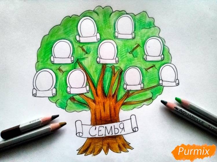 Как нарисовать генеалогическое дерево семьи поэтапно