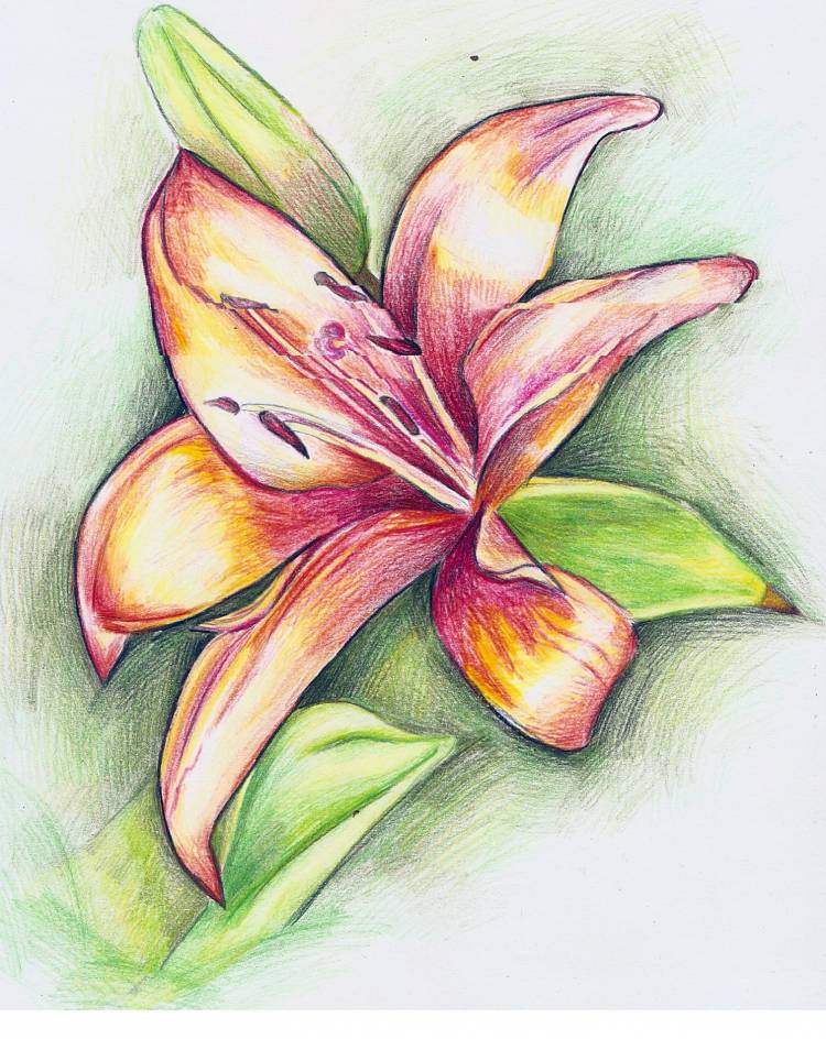 Картинки для срисовки цветы цветные