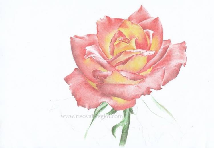 Как нарисовать розу поэтапно цветными карандашами